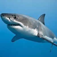 Great White Shark