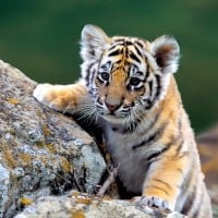 Cub (Tiger)