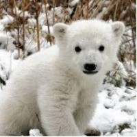 Cub (Polar Bear)
