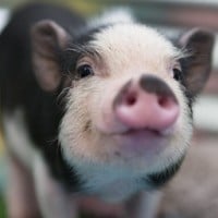 Piglet (Pig)