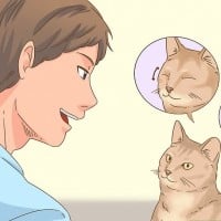 How to apologise to a cat