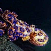 Poisoned by Blue Ringed Octopus Venom