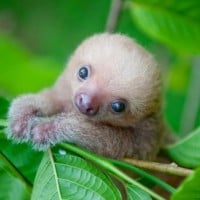 Without sloths, there would be no avocados