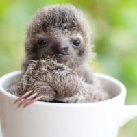 Sloths are three times stronger than us