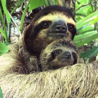Sloths can fall 100 feet without injury