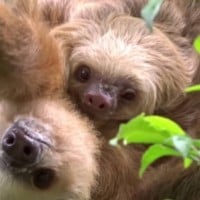 Around 980 beetles can live in a sloth’s fur at once