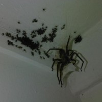 Arachnophobia - fear of spiders