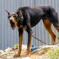 Cynophobia - fear of dogs