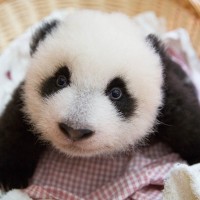 Cub (Panda)