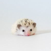 Hoglet (Hedgehog)