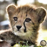 Cub (Cheetah)