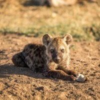 Cub (Hyena)