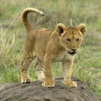 Cub (Lion)