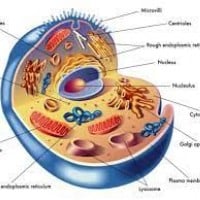 The parts of a cell