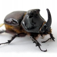 Rhinoceros Beetle