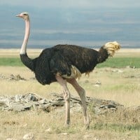 Ostrich (Emu)