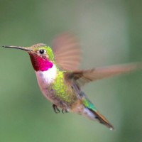 Some species of hummingbird can beat their wings over 200 times a second