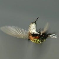 Hummingbirds can fly upside down