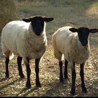 Ovinaphobia - fear of sheep