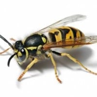 A giant wasp flying around in your classroom