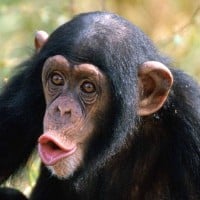 The Top Ten Wisest Animals