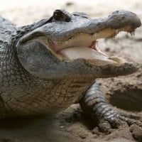 Alligator (Crocodile)
