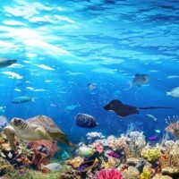 95% of all life on Earth comes from the oceans