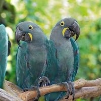 Glaucous Macaw
