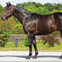 Top Ten Best Horse Breeds - TheTopTens