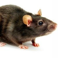 Rat (Mouse)