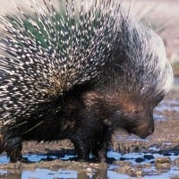 Porcupine (Hedgehog)
