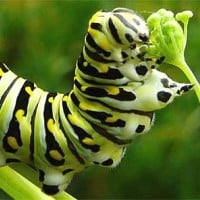 Caterpillar (Butterfly)
