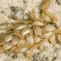Scorpions give birth to live young