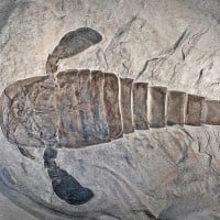 Scorpions have been around since before the dinosaurs