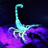 Scorpions glow in the dark