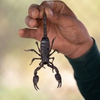Scorpions aren't very dangerous to humans