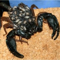 Scorpions can have long lifespans