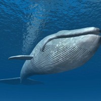 52-hertz Whale