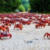 Land crabs migrate to the water to release their larvae