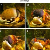Crabs start growing their new shells before they molt
