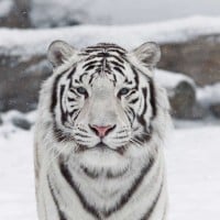 White tigers are mutated bengals