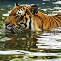 Bengal tigers are great swimmers