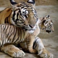 Bengal tigers suck at reproducing