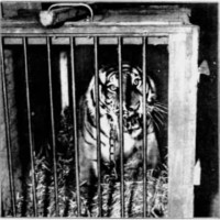 Bengal tigers were abused by circuses