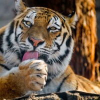 Bengal tiger saliva can be used to prevent their wounds from getting infected