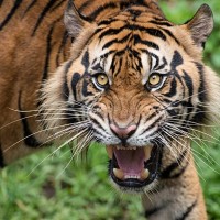 Bengal tigers are wary of humans