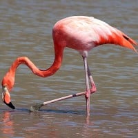 Flamingo (Swan)