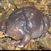 Indian Purple Frog
