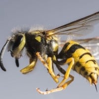 Which is worse, being chased by bees or being chased by wasps?