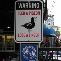 WARNING! Feed A Pigeon, Lose A Finger